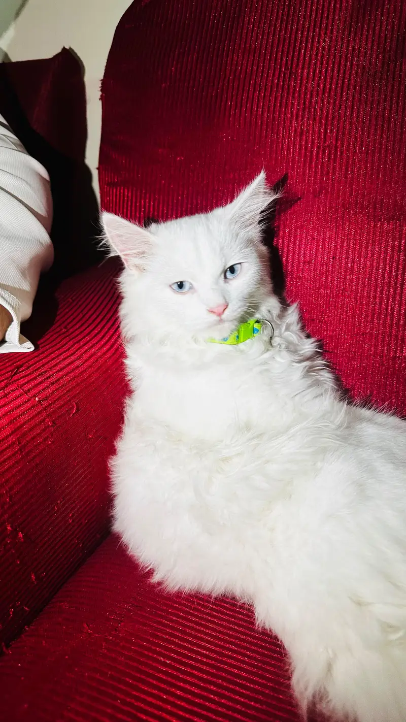 cat for sale — photo 5