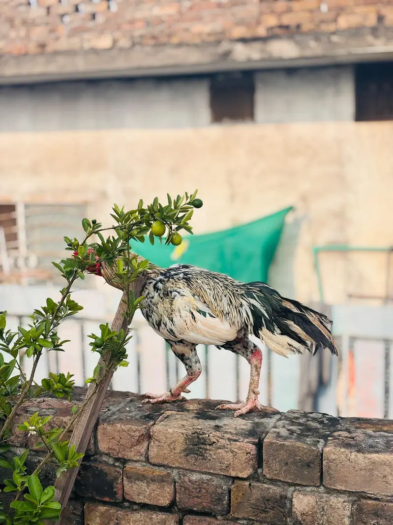 Aseel Java — photo 8