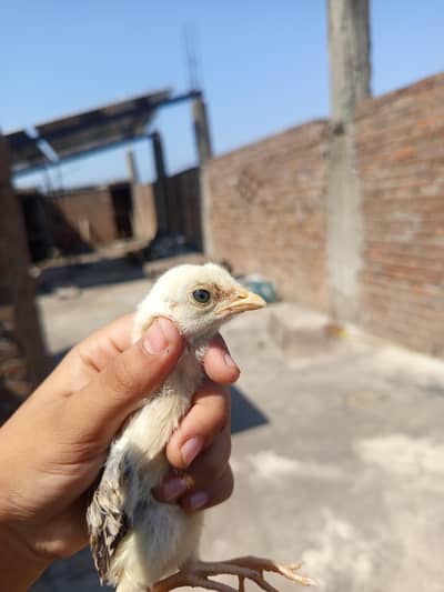 high quality ka chizy han 1 chuza 1000 ka ha or murgi ka sath 6 hazar