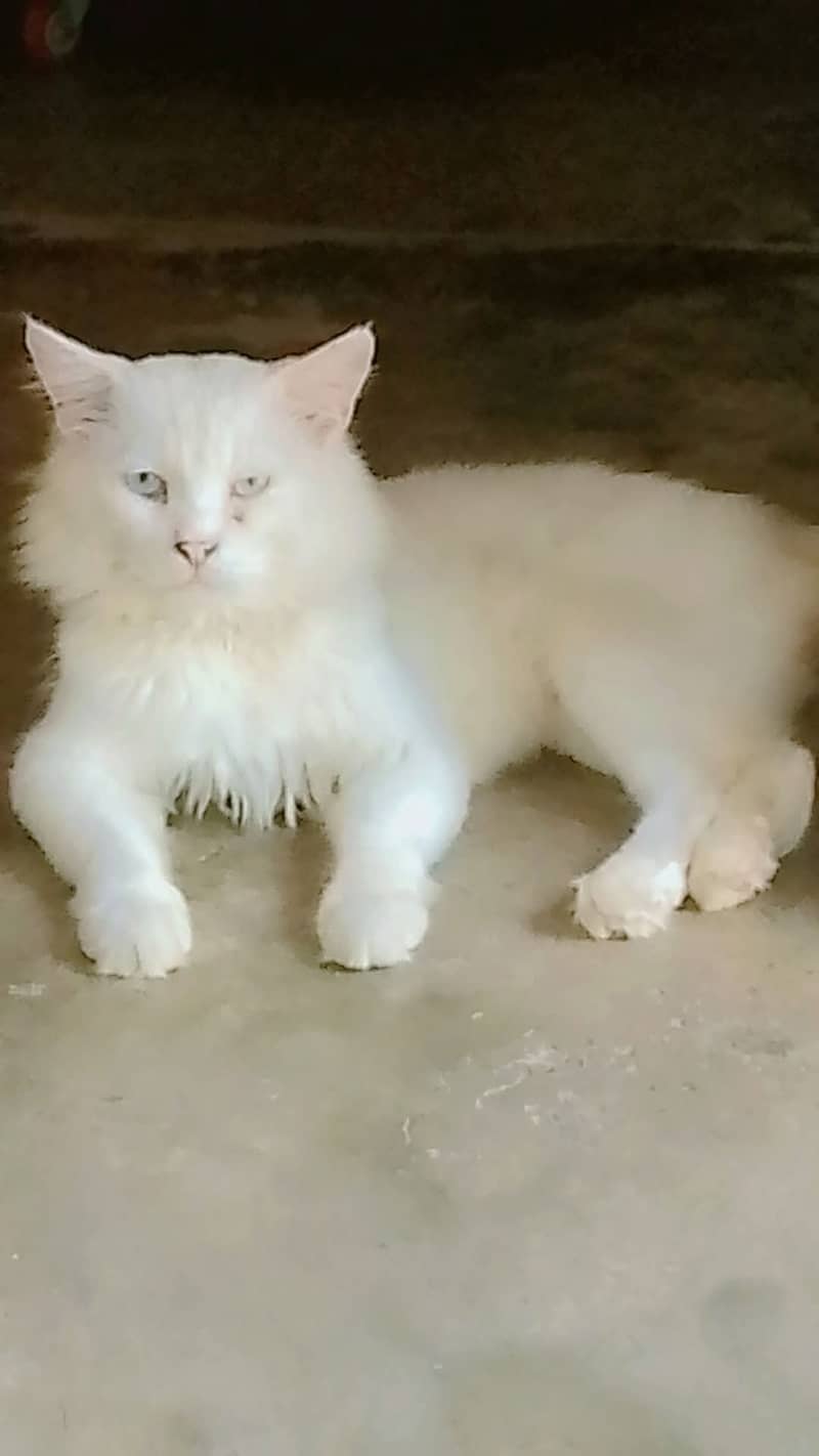 Persian cat 0