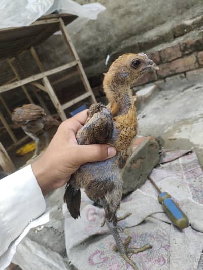 2 male 1 female dragon chicks