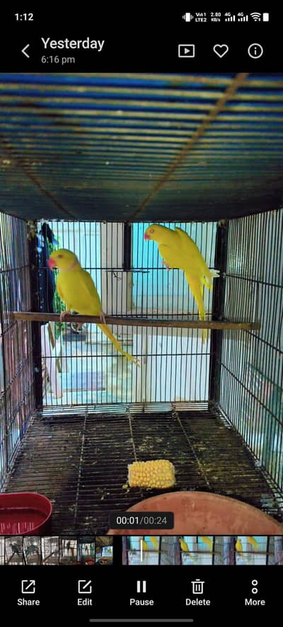 yellow ring neck adult pair