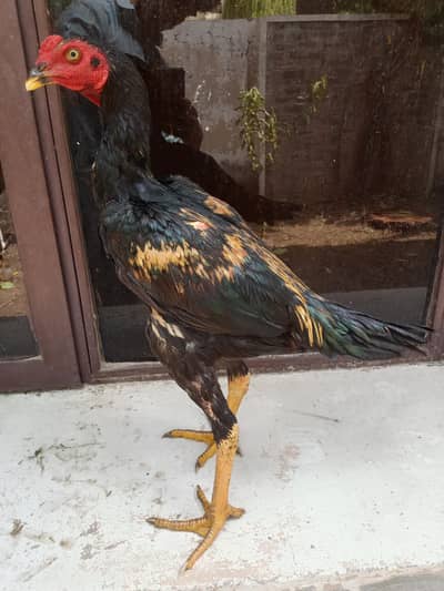 aseel murga for sale number 7 mahine