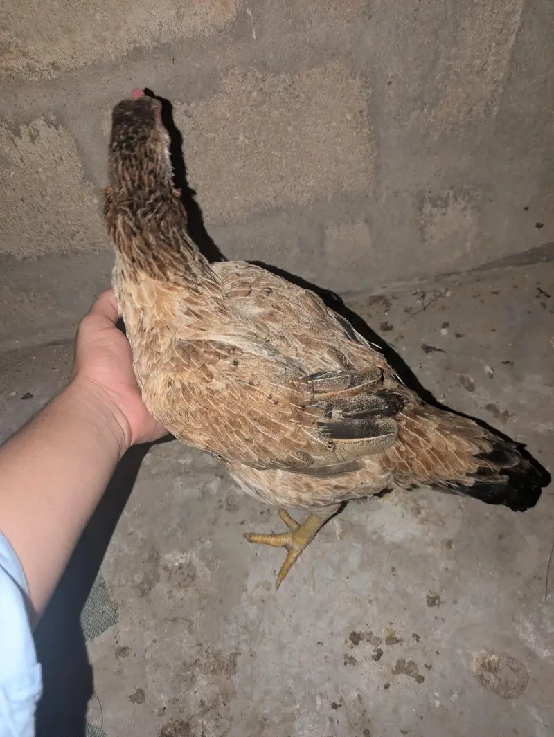 ASEEL PAIR FOR SALE — photo 8