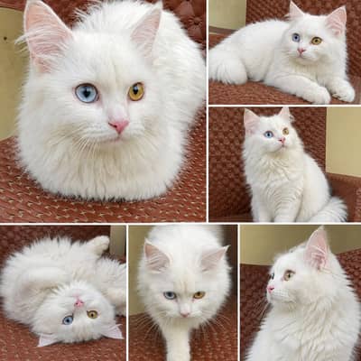 Pure white Persian triple coat Odd eyes cat. One blue one yellow eye.