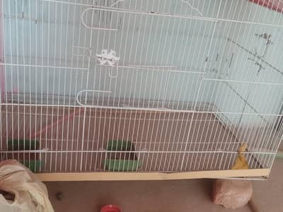 Birds Cage