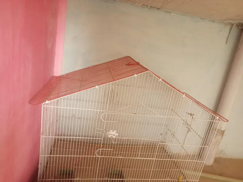 Birds Cage — photo 2