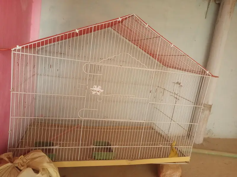Birds Cage — photo 3