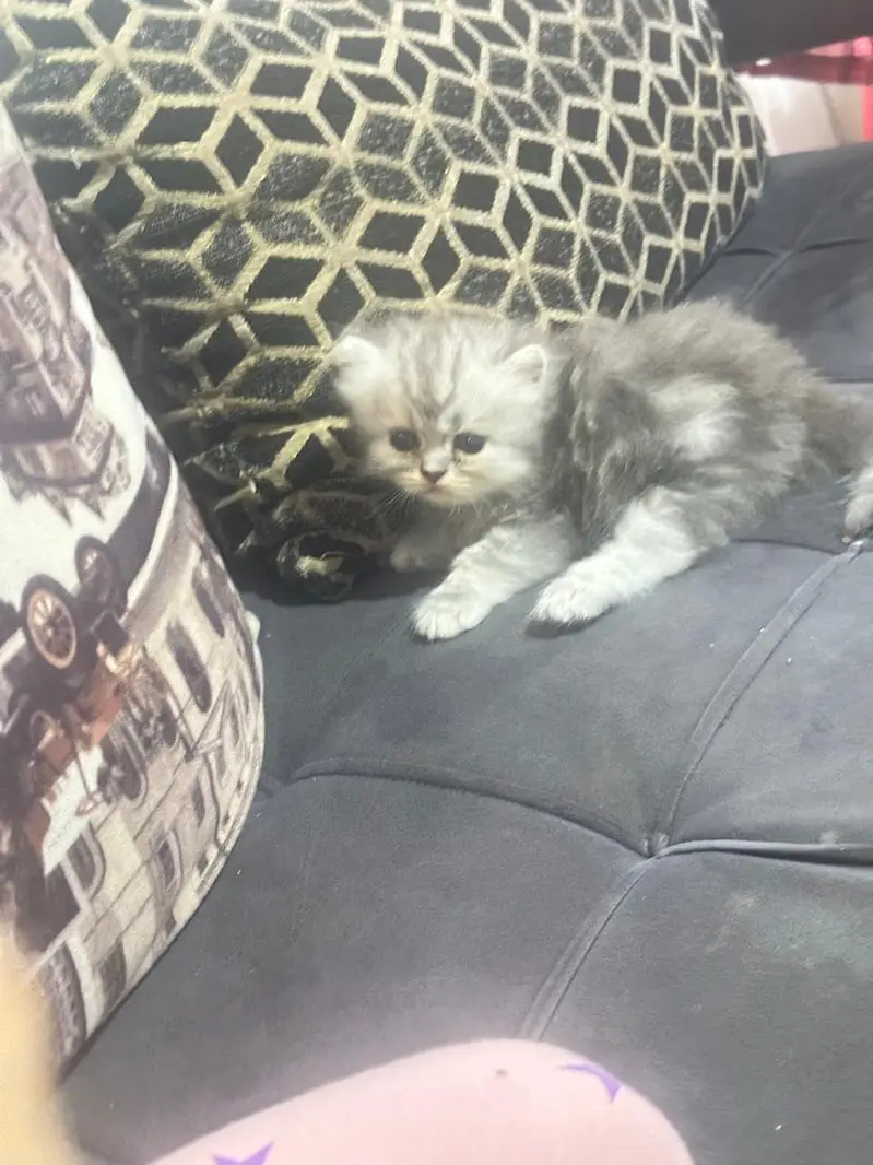 pure Persian beautiful kittens age 25 day 3 gray kittens and One white — photo 8