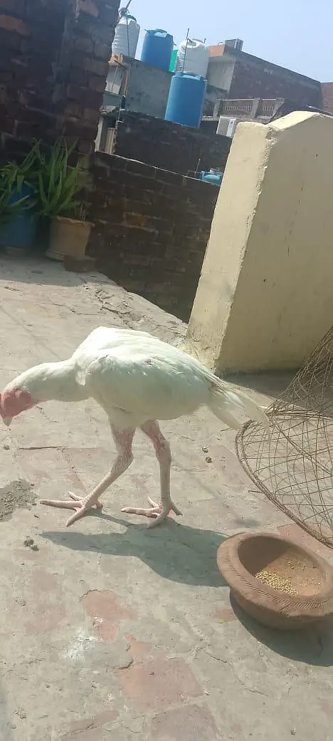 ہائی کوالٹی اصیل پیپر وائٹ — photo 2