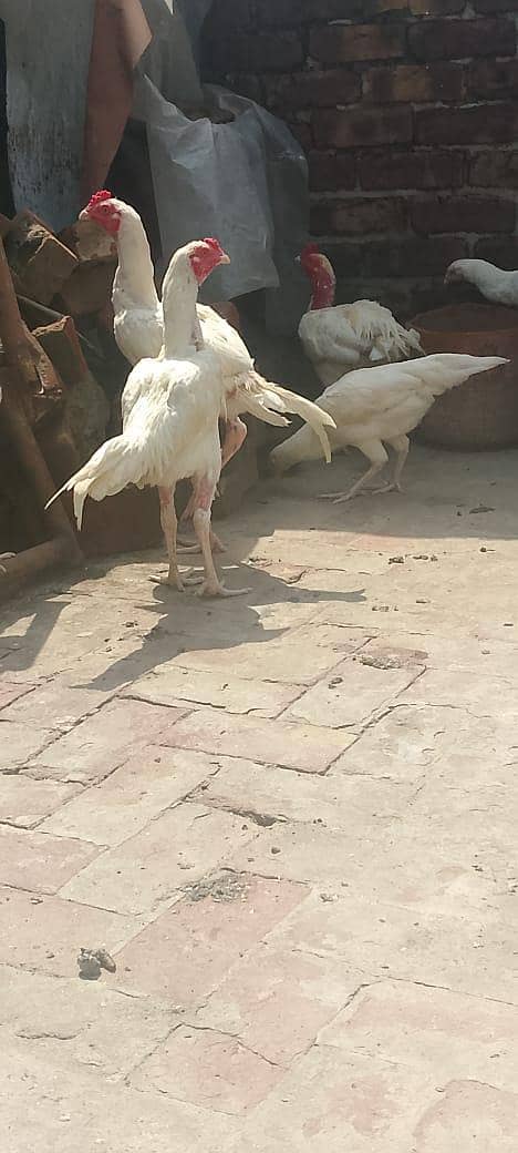 ہائی کوالٹی اصیل پیپر وائٹ 2