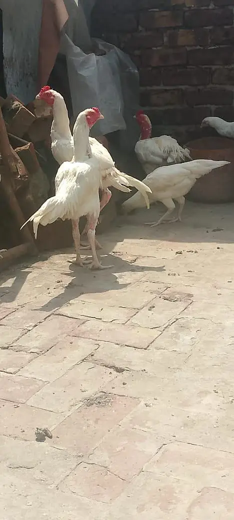 ہائی کوالٹی اصیل پیپر وائٹ — photo 3