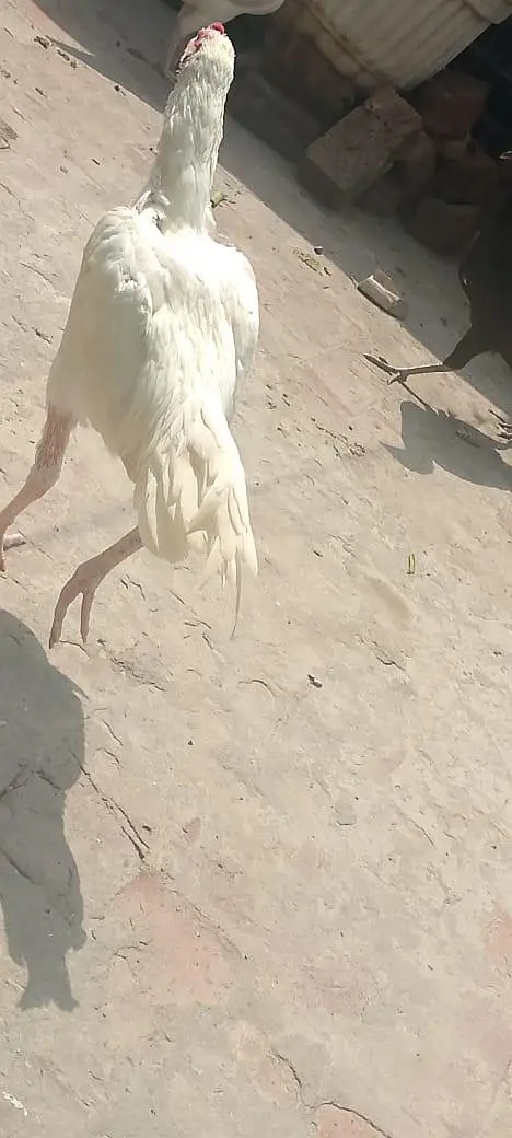 ہائی کوالٹی اصیل پیپر وائٹ — photo 5