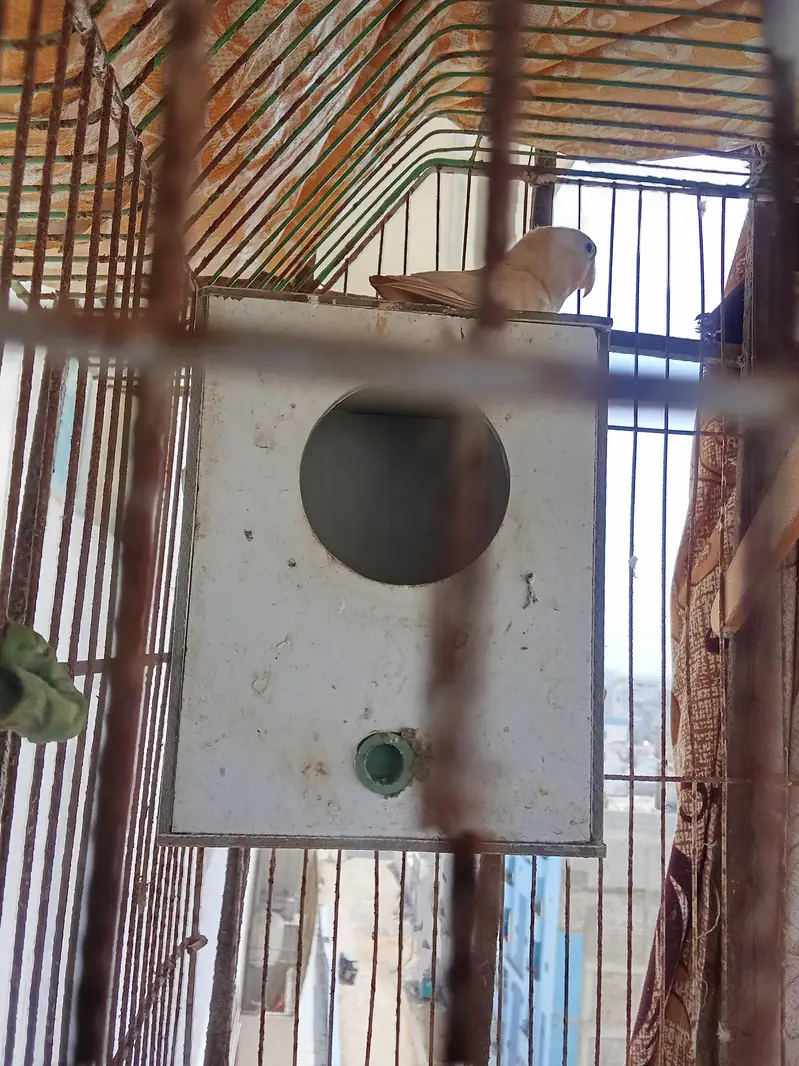 lovebirds — photo 5