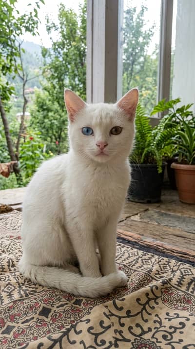 Cat Double coated