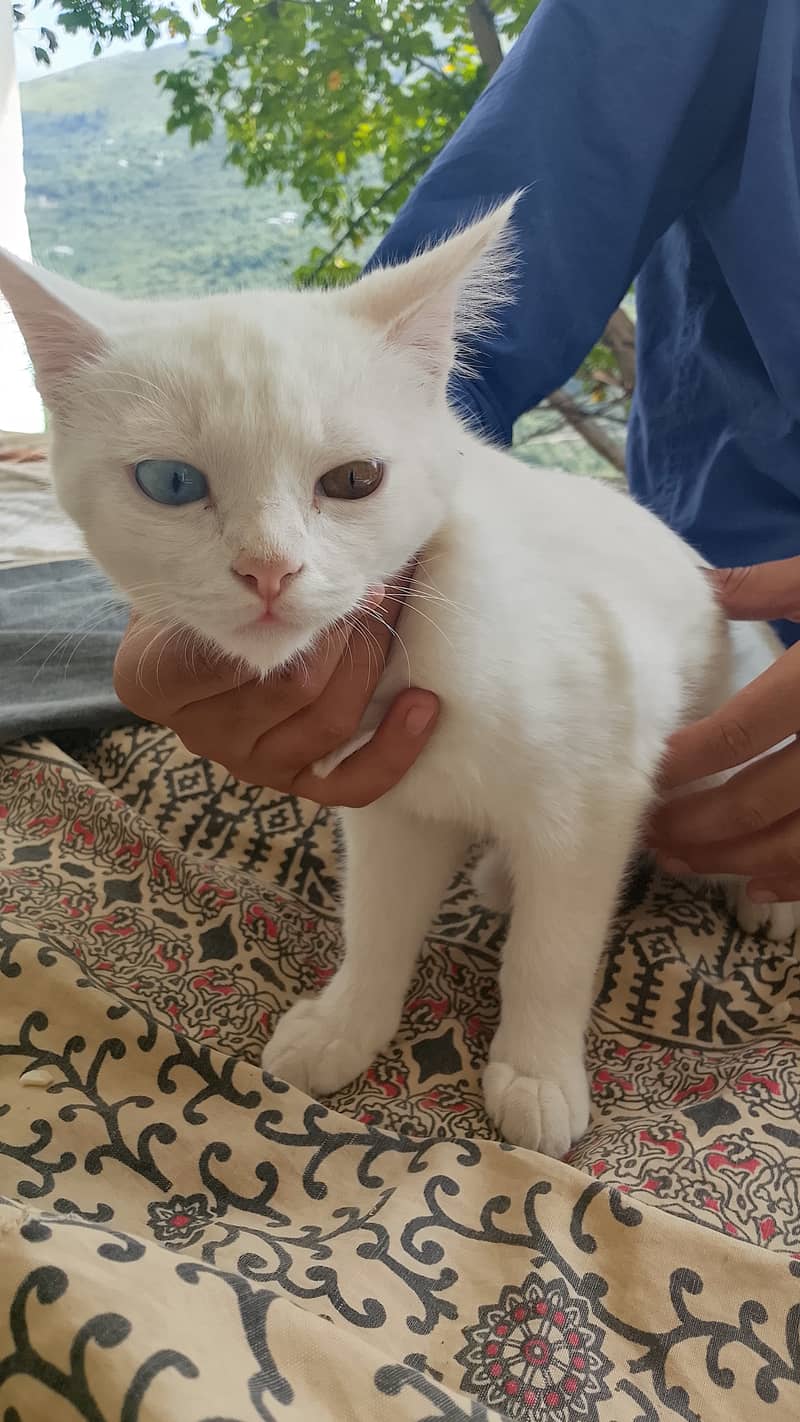 Cat Double coated 1