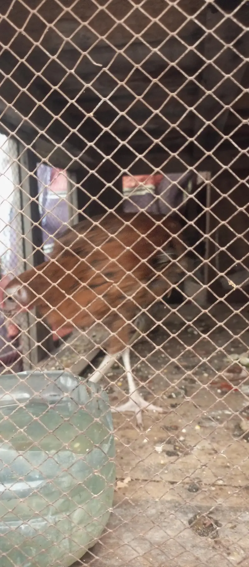 golden misri do nar or ek — photo 2