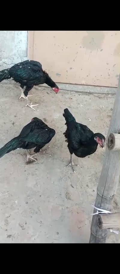 Pure black Thai 1 male aur 2 female urgent for sale