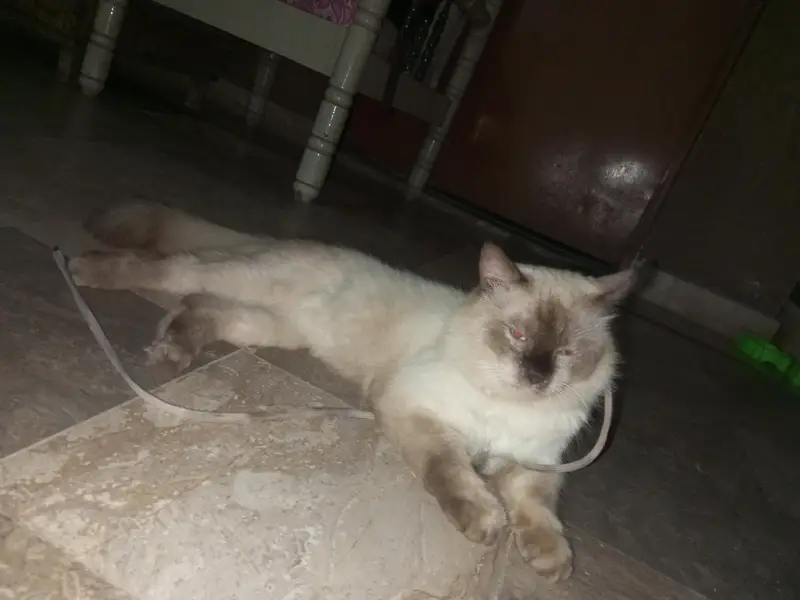 Siamese male cat — photo 2