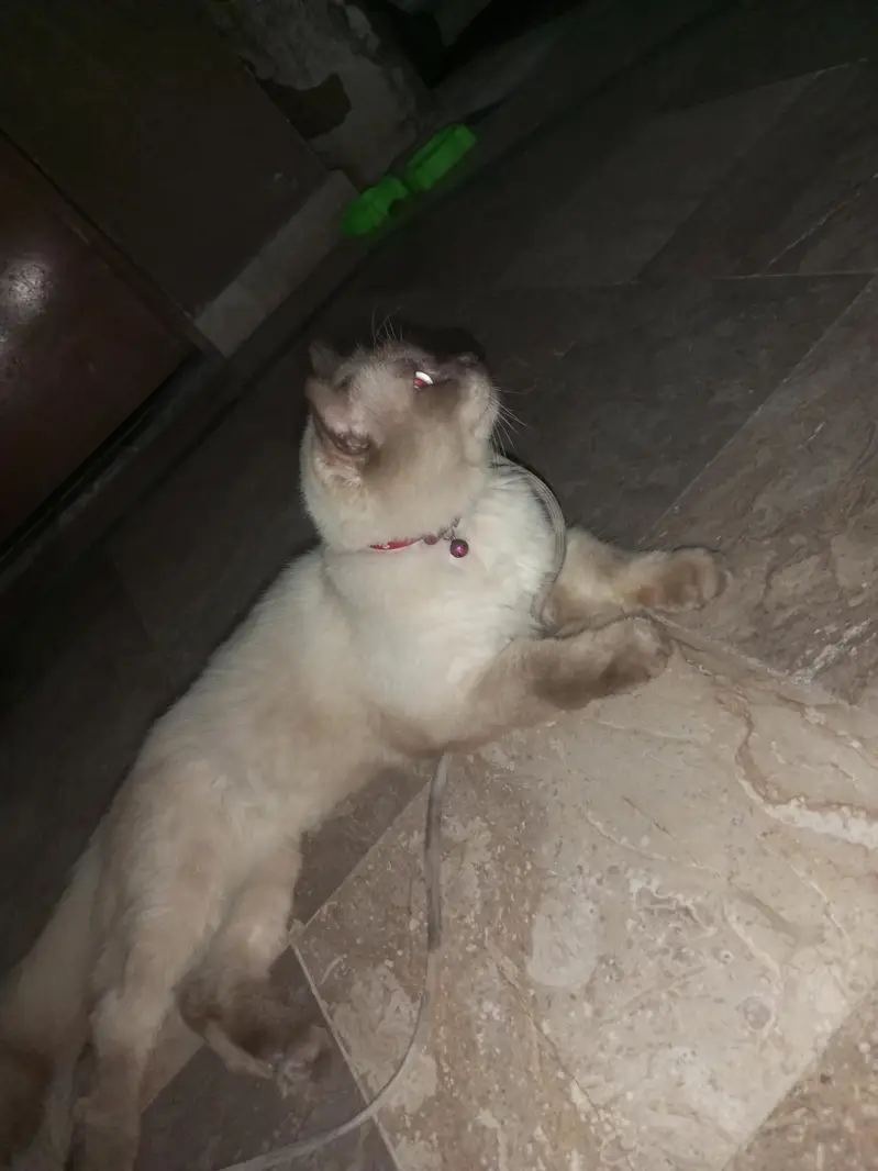 Siamese male cat — photo 3