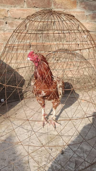 Hens for sale
