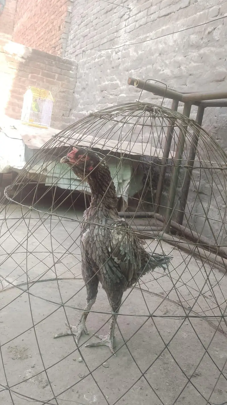 Hens for sale — photo 2