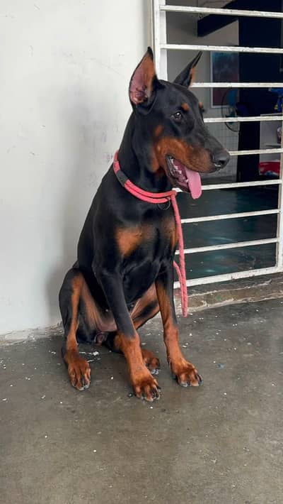 imported American Doberman female for sale
