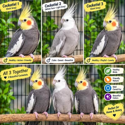 3 cockatiels for sale