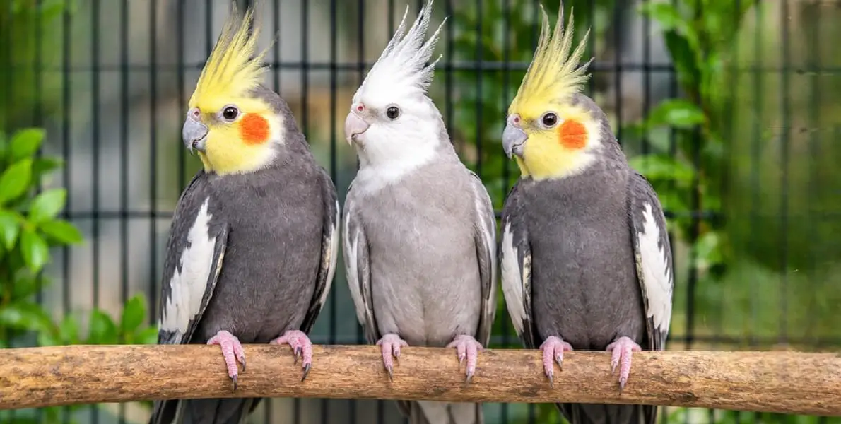 3 cockatiels for sale — photo 2