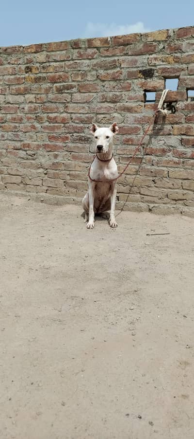 gultair female for sale