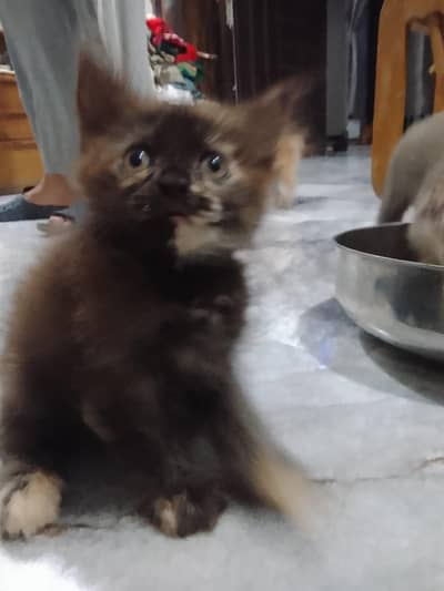 Persian 2 male 2 female kittens