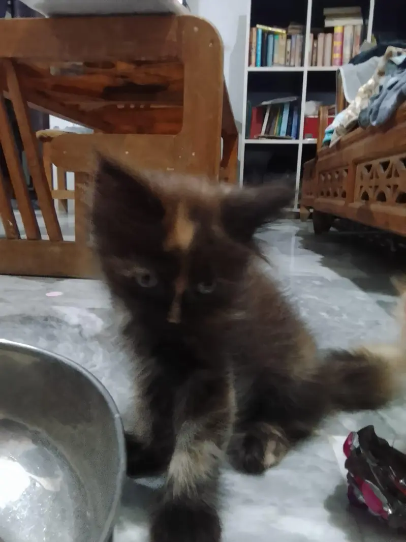 Persian 2 male 2 female kittens — photo 2