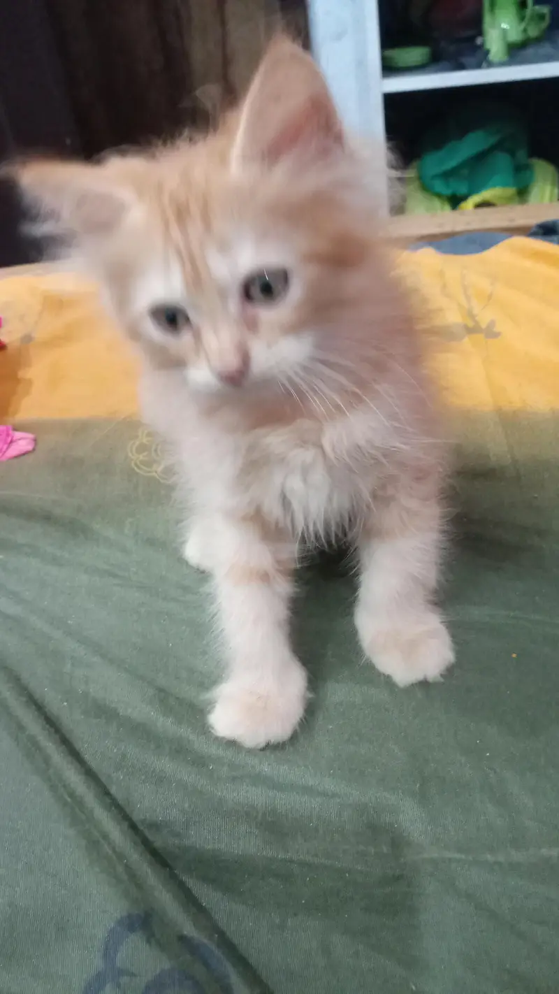 Persian 2 male 2 female kittens — photo 3