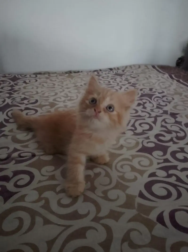 Persian 2 male 2 female kittens — photo 4
