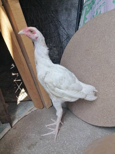 aseel heera for sale.