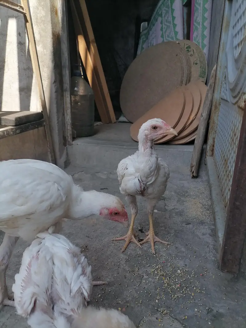 aseel heera for sale. — photo 3