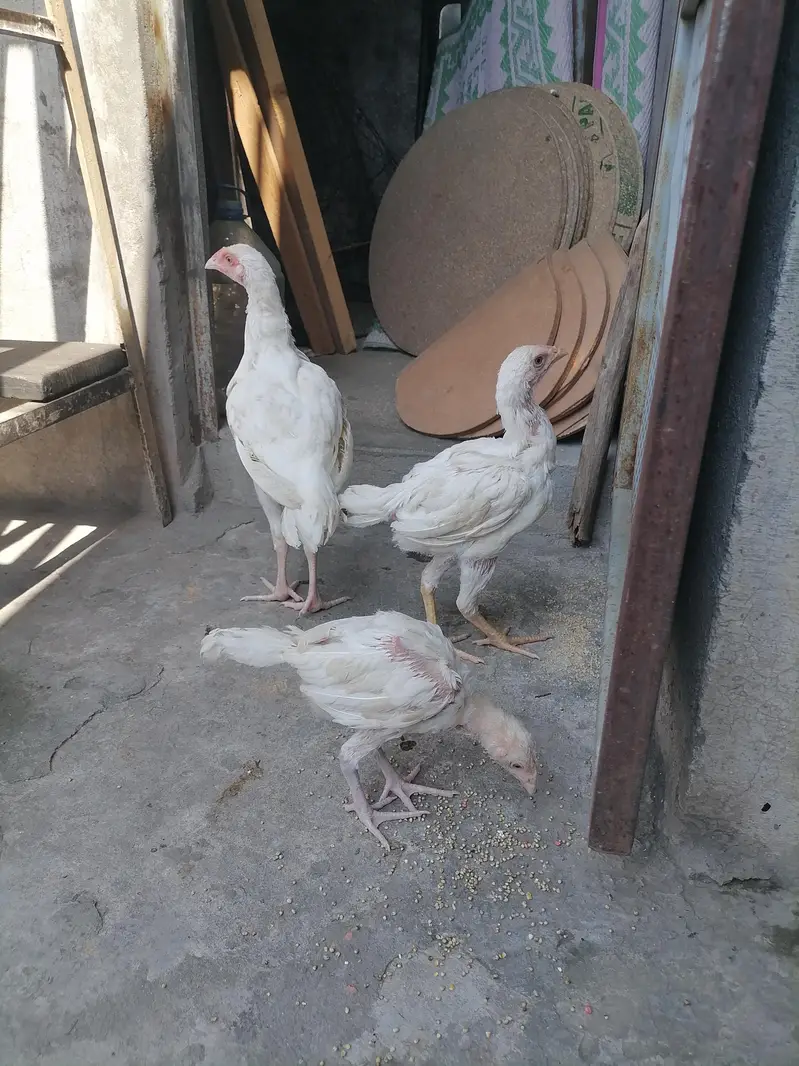 aseel heera for sale. — photo 4