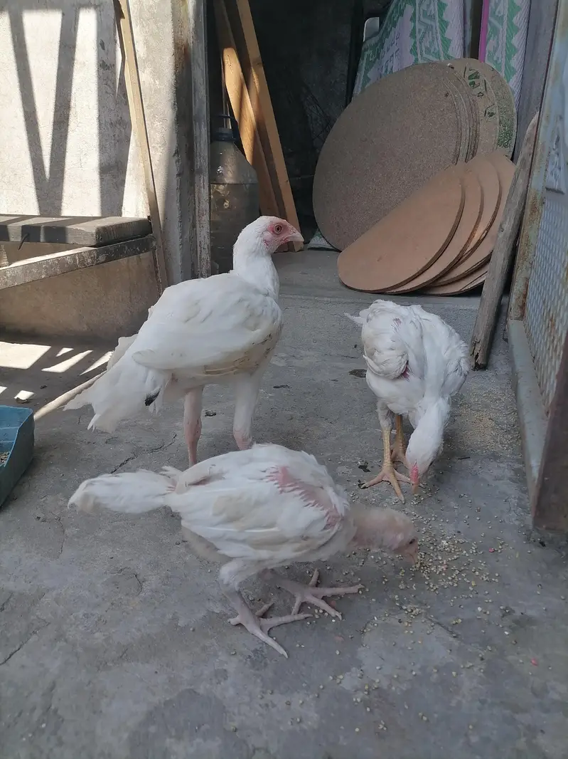 aseel heera for sale. — photo 5