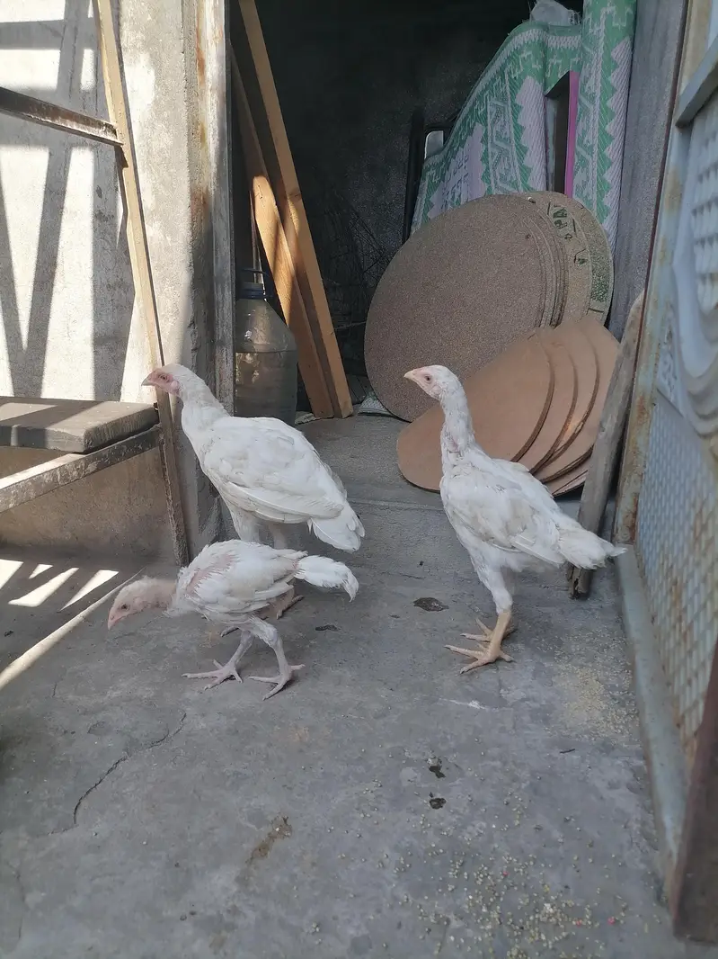 aseel heera for sale. — photo 6