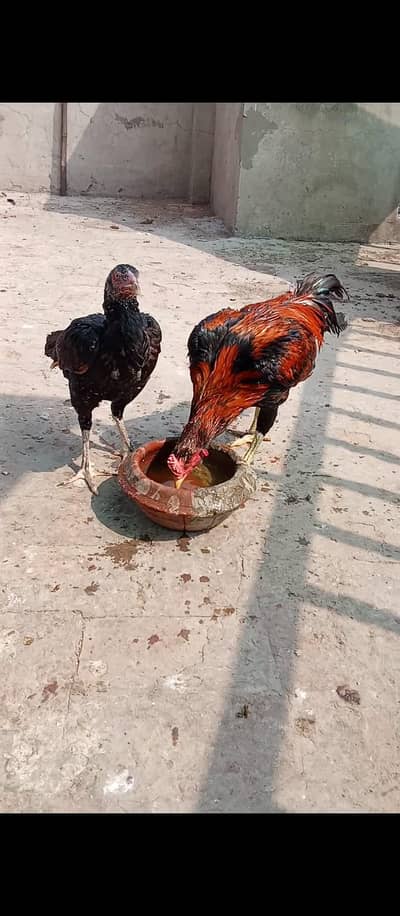 Aseel pure  Miawali Murga and Aseel Thai cross  Murgi urgent  for sale