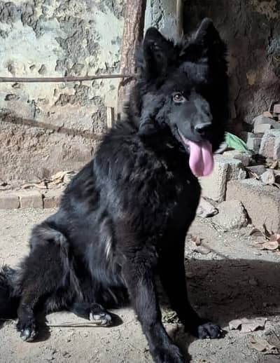 Black German shepherd