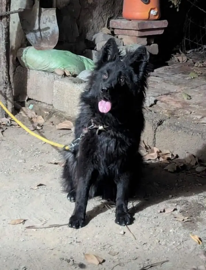 Black German shepherd — photo 2