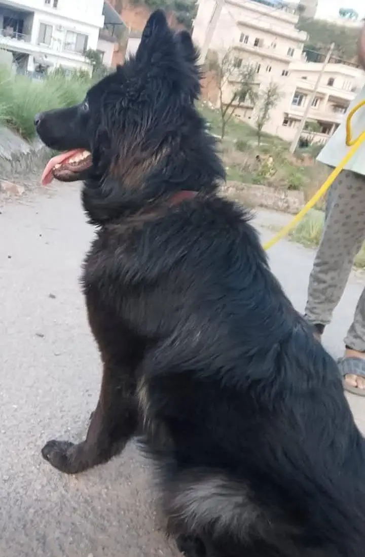 Black German shepherd — photo 3