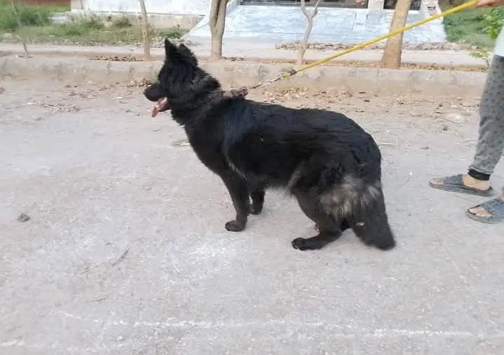 Black German shepherd — photo 4