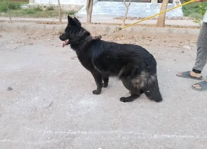 Black German shepherd — photo 5