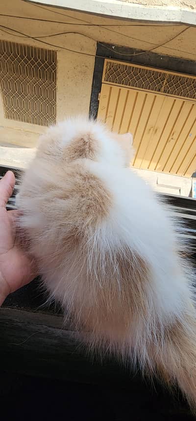Presion male age 3 month