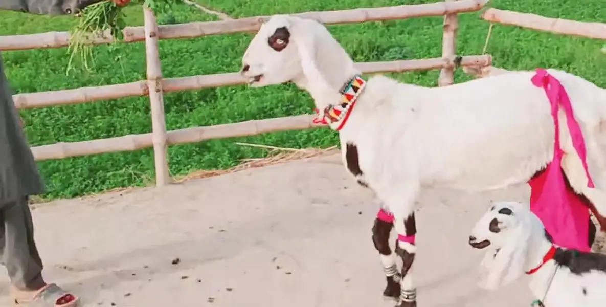 Desi Bakri Our 3 Bacchon Ka Sath Urgent for sale/ 03299224671 — photo 3