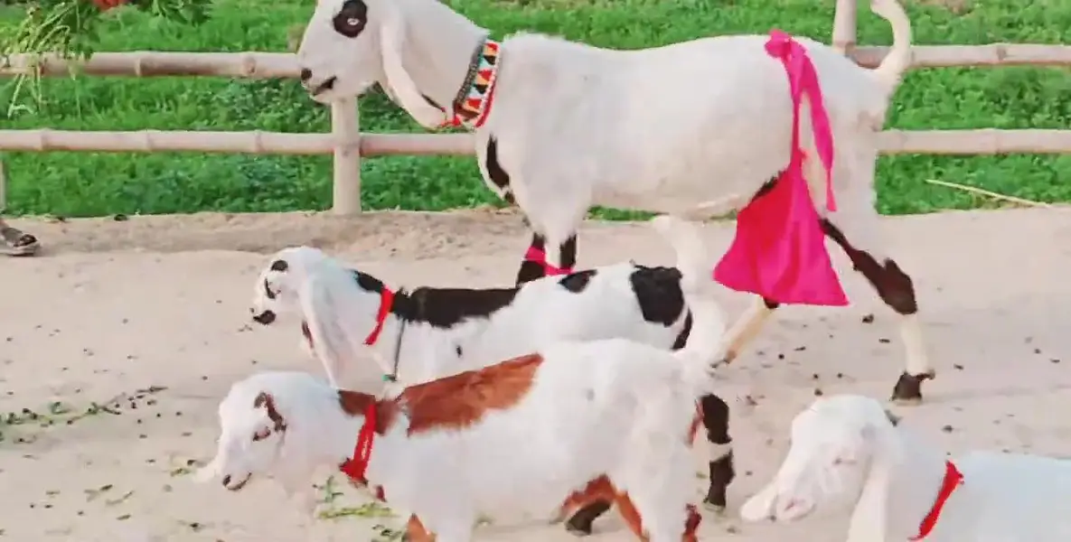 Desi Bakri Our 3 Bacchon Ka Sath Urgent for sale/ 03299224671 — photo 5