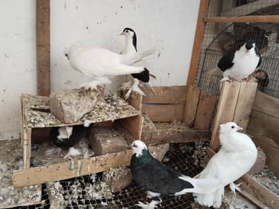sherazi breeder pair