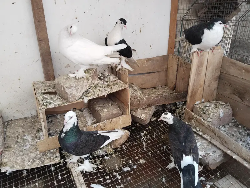sherazi breeder pair — photo 2